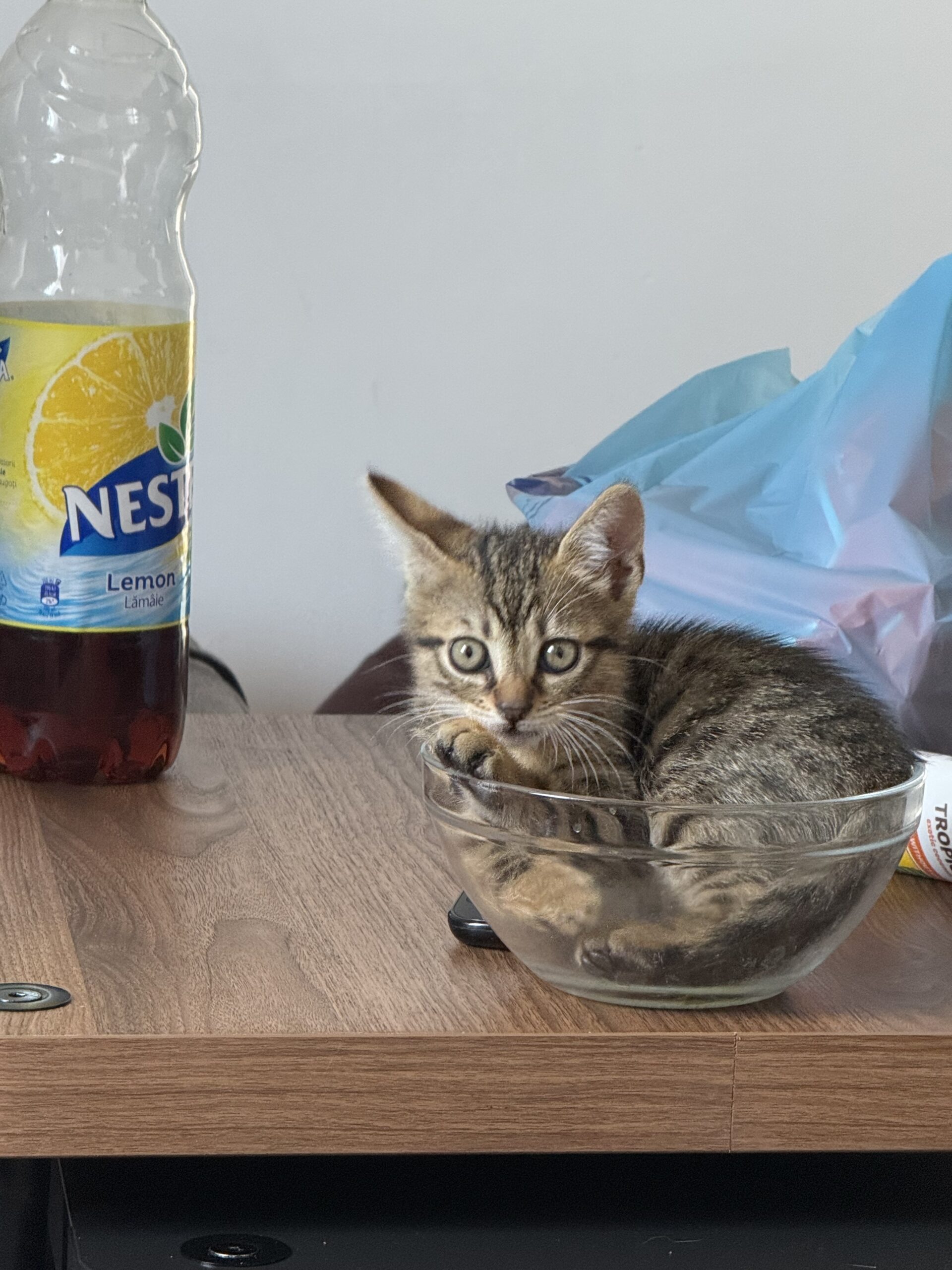 Vedete jocuri de noroc în România